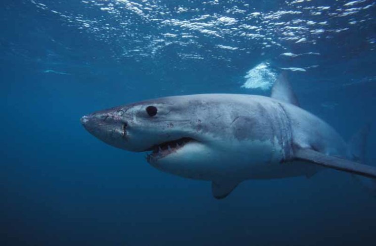 Image: Shark